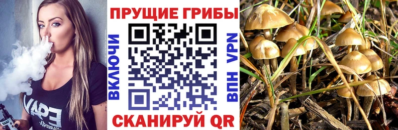 Купить где  Баймак  Галлюциногенные грибы GOLDEN TEACHER 
